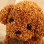 Chien peluche vrai race caniche brun de près